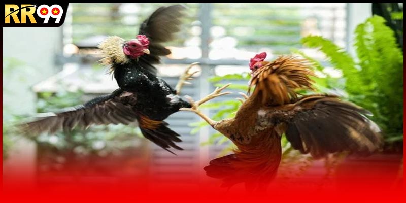Khái quát về trò chơi cá cược hấp dẫn hiện nay